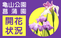 亀山公園菖蒲園開花状況