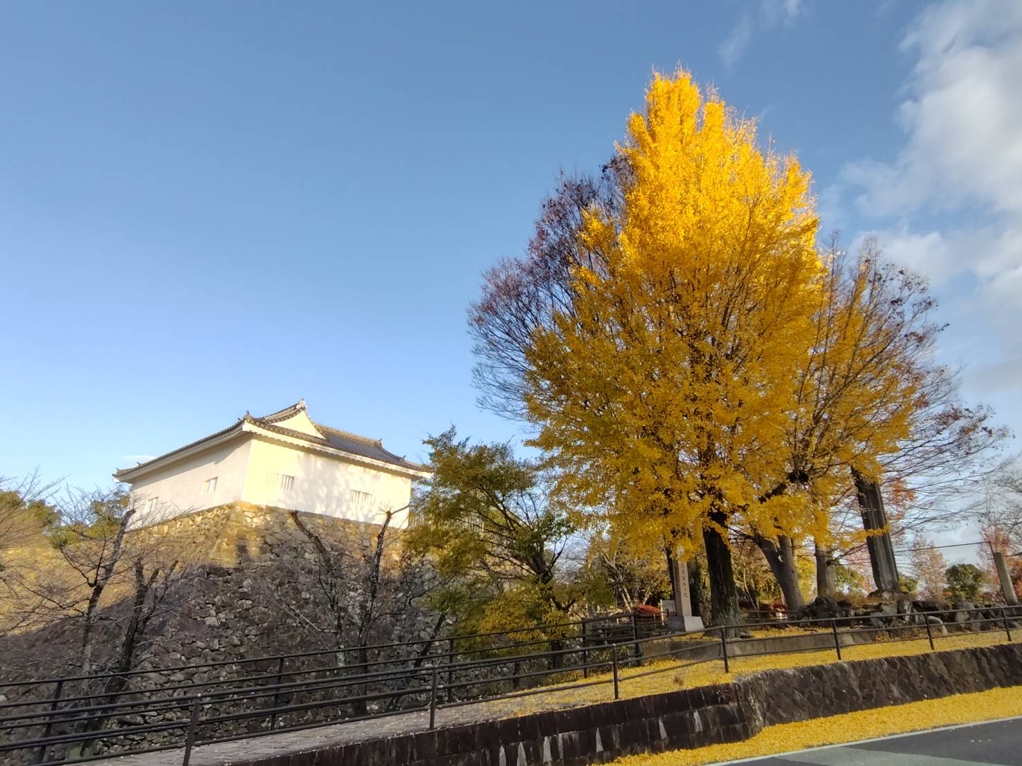 亀山城跡大イチョウ