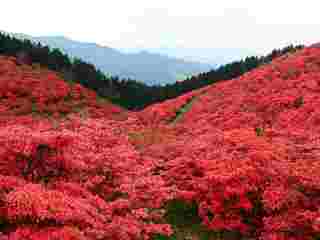 葛城山(御所市)山つつじ 葛城山(御所市)山つつじ