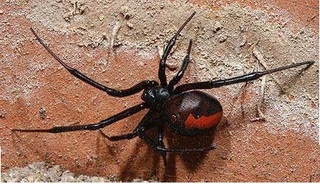 セアカゴケグモ