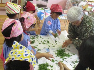 手もみで初めてのお茶つくり！