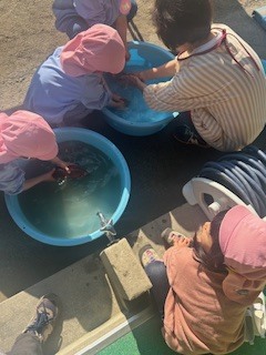 ③イモ洗い