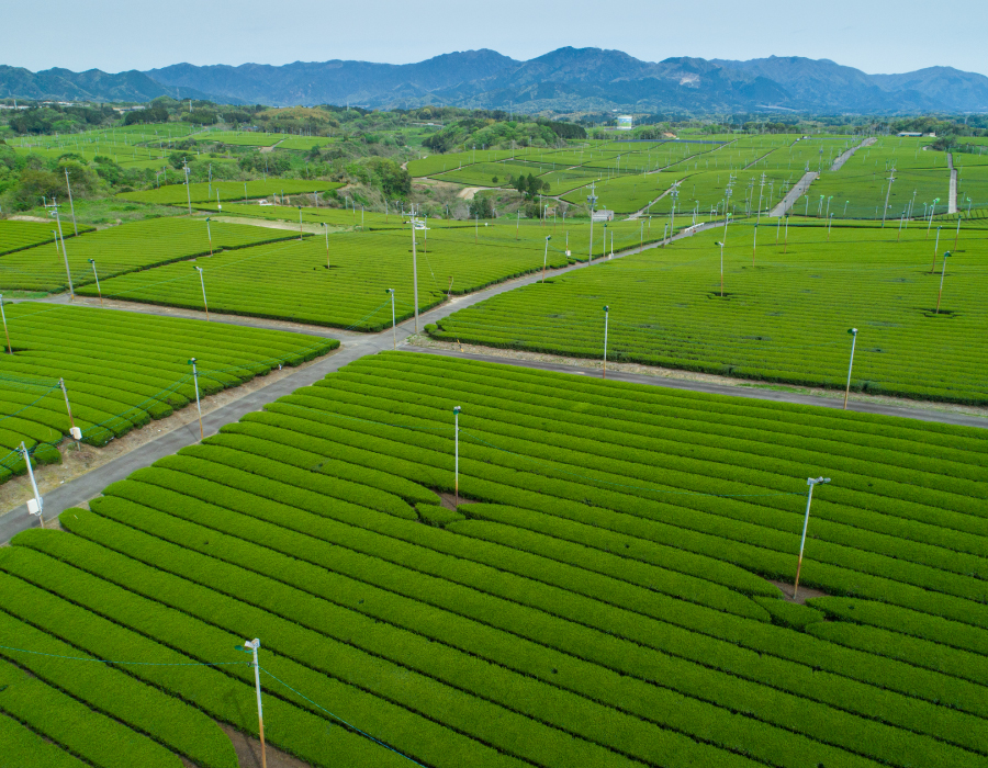 亀山茶畑